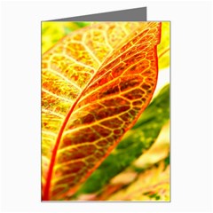 Leaves Plant Pattern Croton Nature Greeting Card by Sabxi