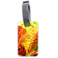 Leaves Plant Pattern Croton Nature Luggage Tag (two Sides) by Sabxi