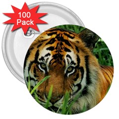 Tiger 3  Button (100 Pack) by ironman2222