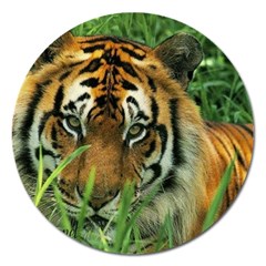 Tiger Magnet 5  (round) by ironman2222