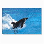 Swimming Dolphin Postcards 5  x 7  (Pkg of 10) Front