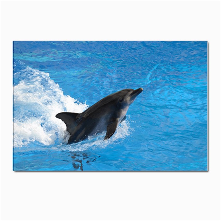 Swimming Dolphin Postcards 5  x 7  (Pkg of 10)