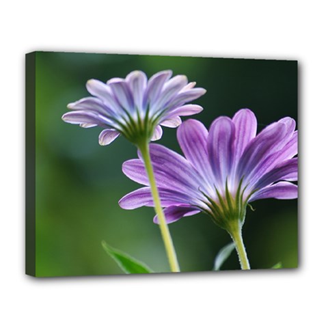 Flower Canvas 14  X 11  (framed) by Siebenhuehner