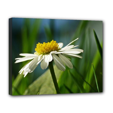 Daisy Canvas 14  X 11  (framed) by Siebenhuehner