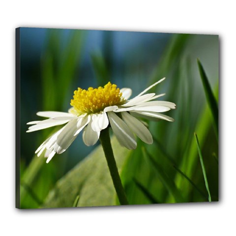 Daisy Canvas 24  X 20  (framed) by Siebenhuehner