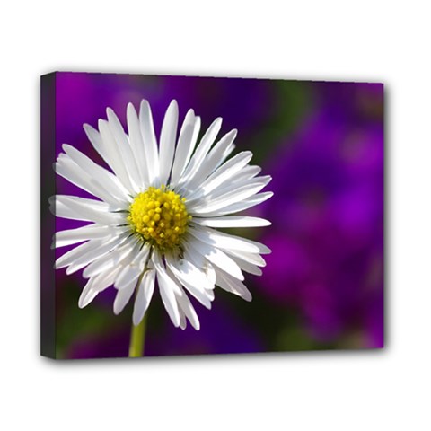 Daisy Canvas 10  X 8  (framed) by Siebenhuehner