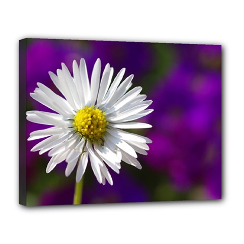 Daisy Canvas 14  X 11  (framed) by Siebenhuehner