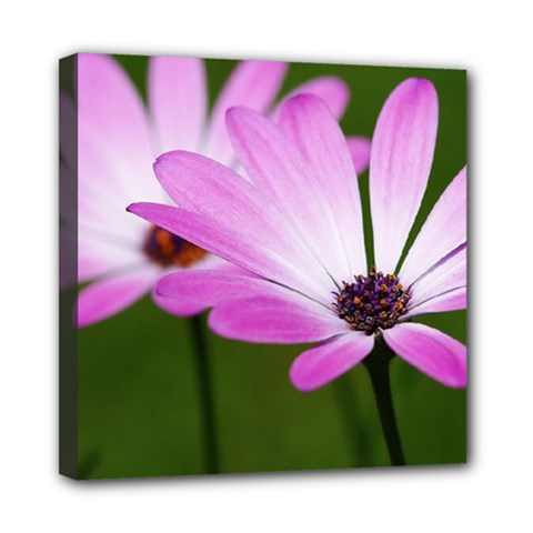 Osterspermum Mini Canvas 8  X 8  (framed) by Siebenhuehner