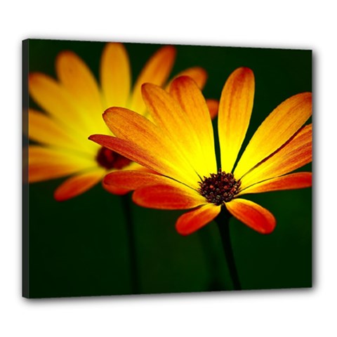 Osterspermum Canvas 24  X 20  (framed) by Siebenhuehner