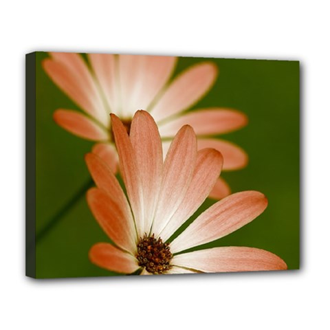 Osterspermum Canvas 14  X 11  (framed) by Siebenhuehner