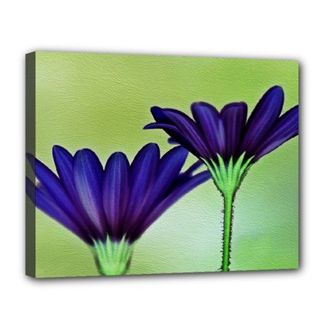 Osterspermum Canvas 14  X 11  (framed) by Siebenhuehner