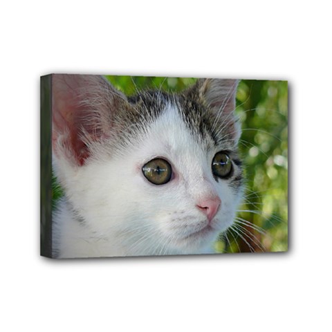 Young Cat Mini Canvas 7  X 5  (framed) by Siebenhuehner