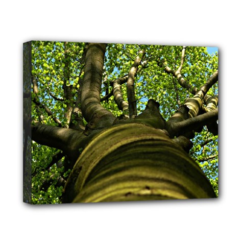 Tree Canvas 10  X 8  (framed) by Siebenhuehner