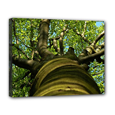 Tree Canvas 14  X 11  (framed) by Siebenhuehner