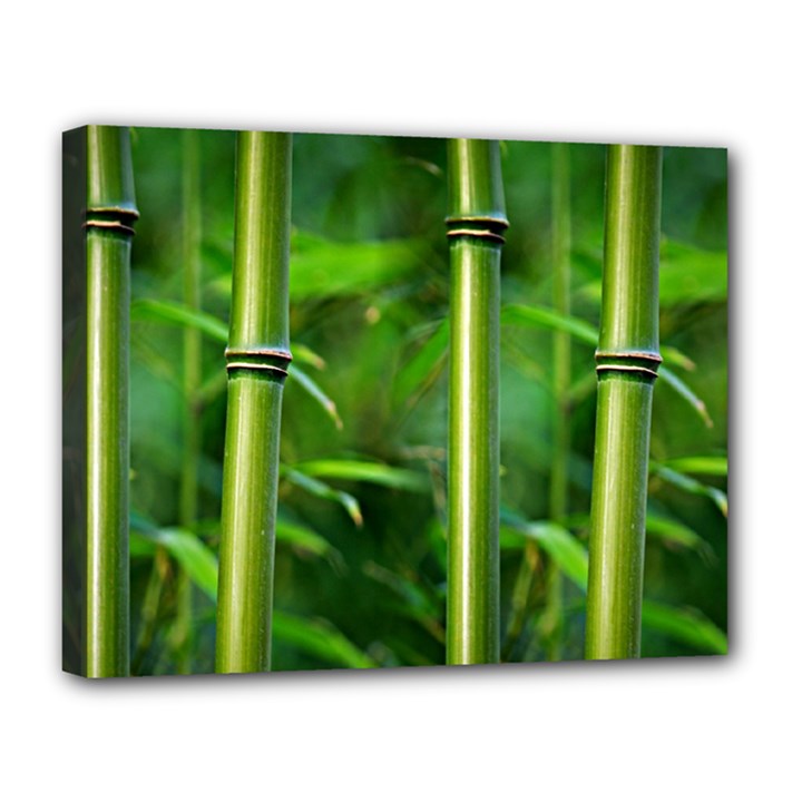 Bamboo Canvas 14  x 11  (Framed)