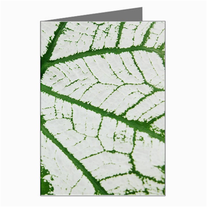 Leaf Patterns Greeting Card