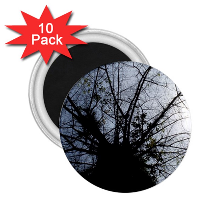 An Old Tree 2.25  Button Magnet (10 pack)