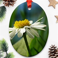 Daisy Oval Ornament by Siebenhuehner