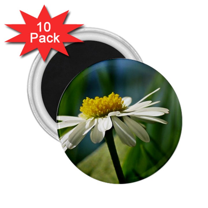 Daisy 2.25  Button Magnet (10 pack)