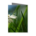 Daisy Mini Greeting Card (8 Pack) Left