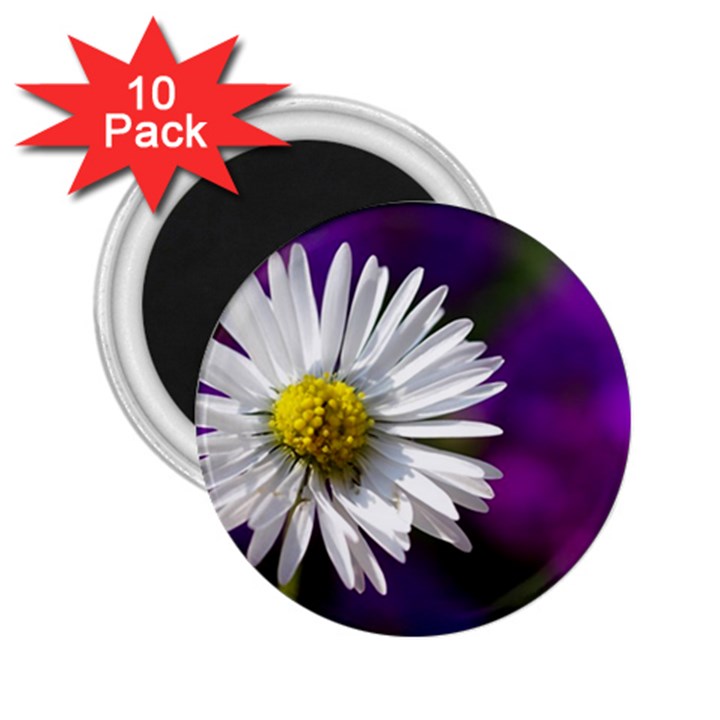 Daisy 2.25  Button Magnet (10 pack)