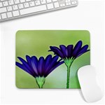 Osterspermum Small Mouse Pad (Rectangle) Front