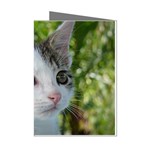 Young Cat Mini Greeting Card (8 Pack) Left