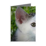 Young Cat Mini Greeting Card (8 Pack) Right