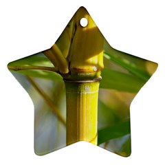 Bamboo Star Ornament by Siebenhuehner