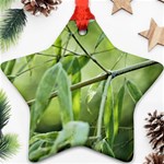 Bamboo Star Ornament (Two Sides) Back