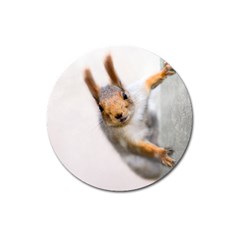 Curious Squirrel Magnet 3  (round) by FunnyCow