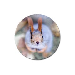 Squirrel Looks At You Magnet 3  (round) by FunnyCow