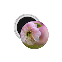 Single Almond Flower 1 75  Magnets by FunnyCow