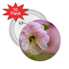 Single Almond Flower 2 25  Buttons (10 Pack)  by FunnyCow